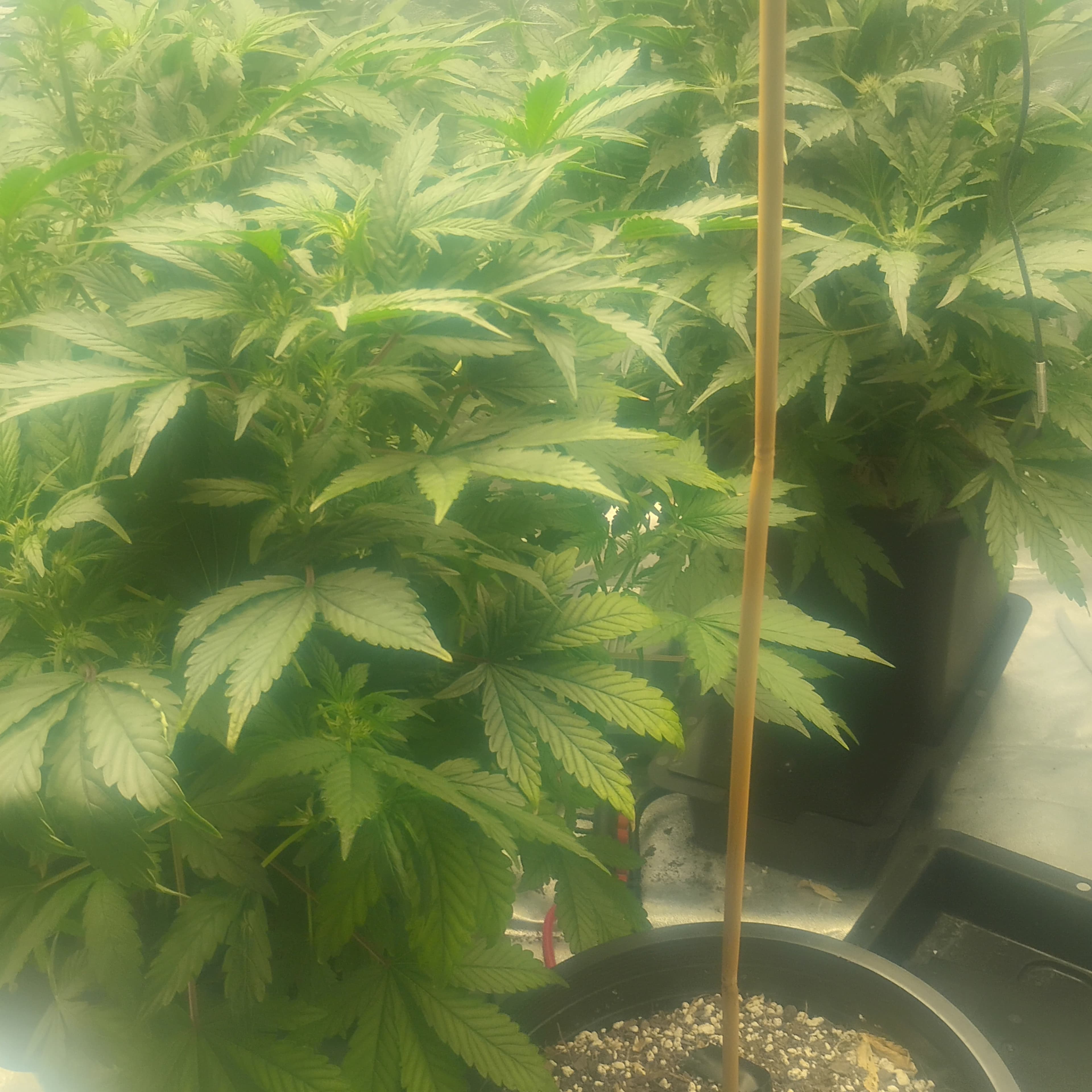 Grandpas Stash (Basement Cut)